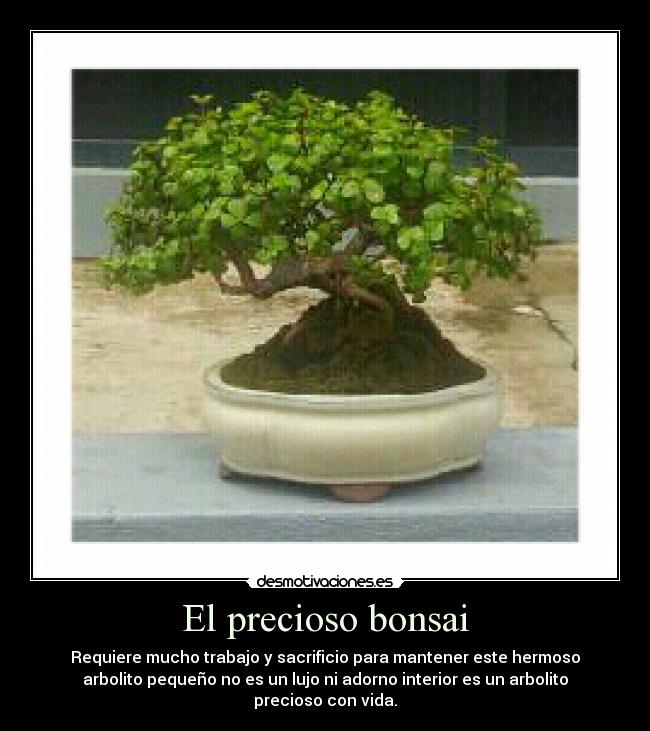 El precioso bonsai -