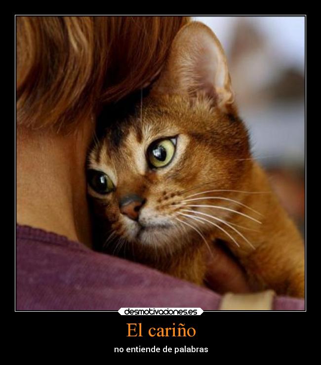 El cariño - no entiende de palabras