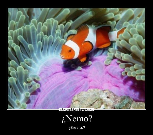 ¿Nemo? - ¿Eres tu?
