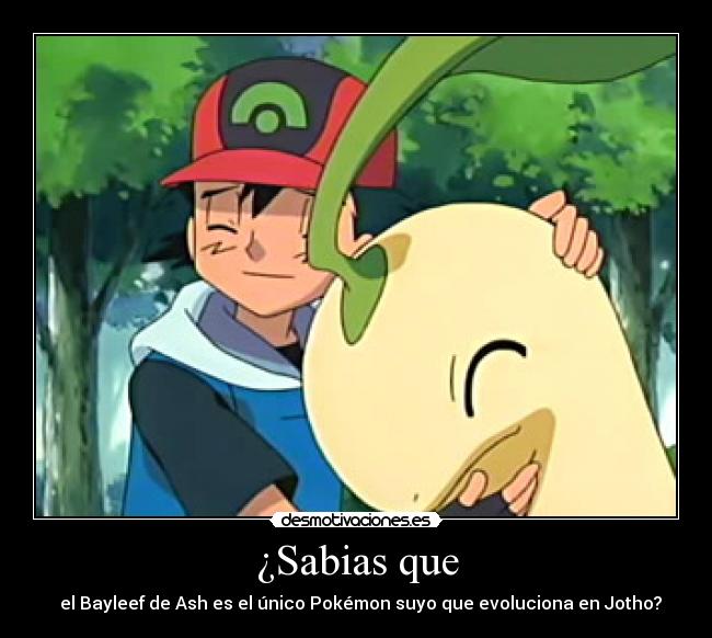 ¿Sabias que - el Bayleef de Ash es el único Pokémon suyo que evoluciona en Jotho?