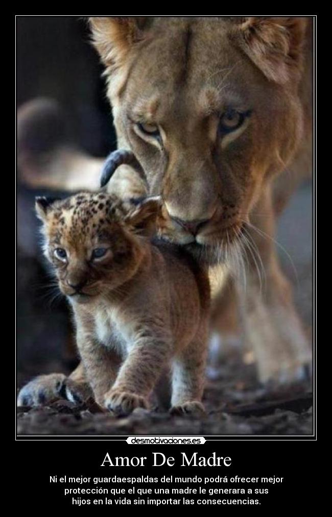 carteles amor madre amor animales desmotivaciones