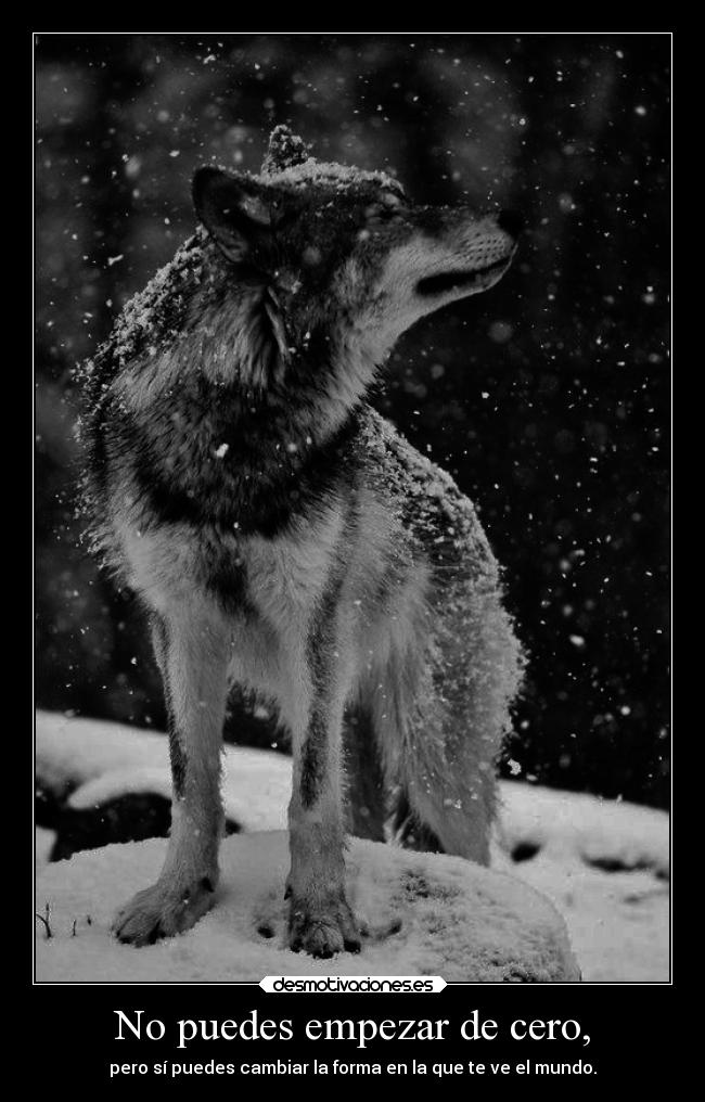 carteles lobos solitarios cofcofno aplicable todos los casoscofcof quiennosabes qns whitewolfqns pls desmotivaciones