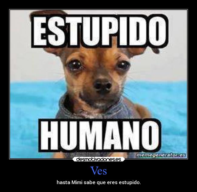 Ves - hasta Mimi sabe que eres estupido.