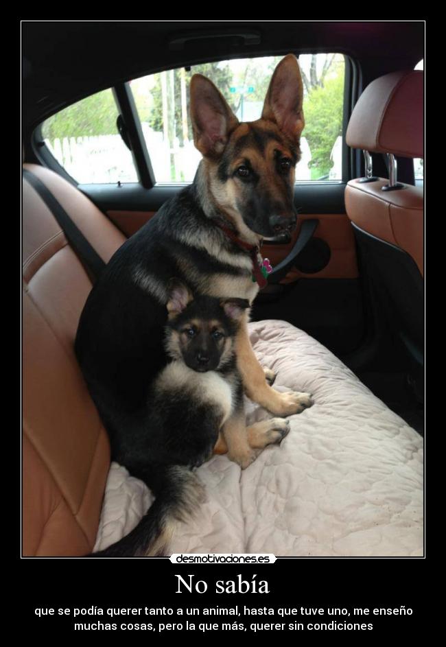 No sabía - que se podía querer tanto a un animal, hasta que tuve uno, me enseño
muchas cosas, pero la que más, querer sin condiciones