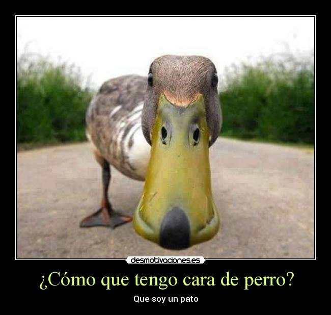 ¿Cómo que tengo cara de perro? - 