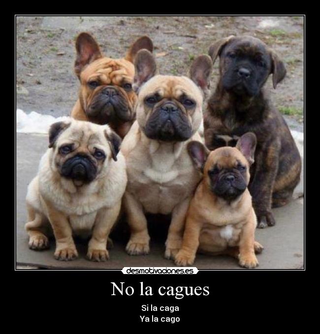 No la cagues - Si la caga
Ya la cago