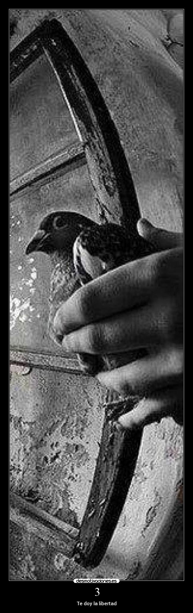 3 - Te doy la libertad