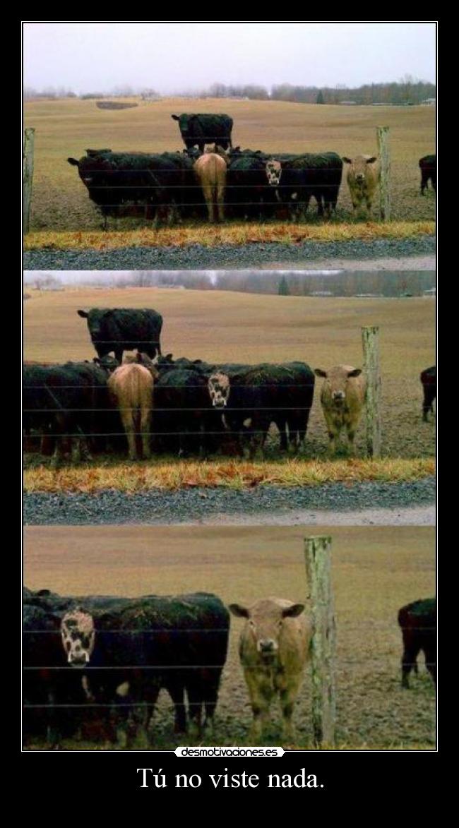 Tú no viste nada. - 