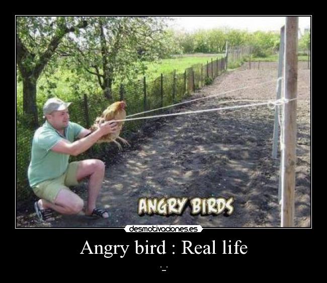 Angry bird : Real life - 