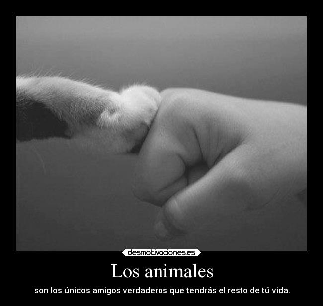 carteles animales animales amor alegria amistad desmotivaciones