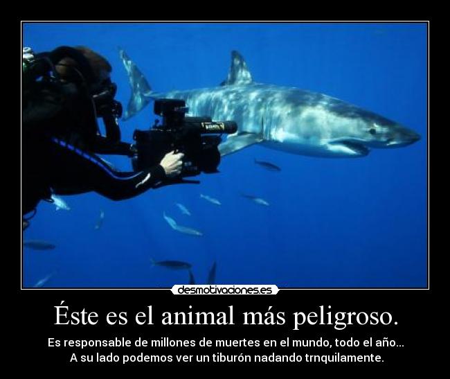 Éste es el animal más peligroso. - Es responsable de millones de muertes en el mundo, todo el año...
 A su lado podemos ver un tiburón nadando trnquilamente.