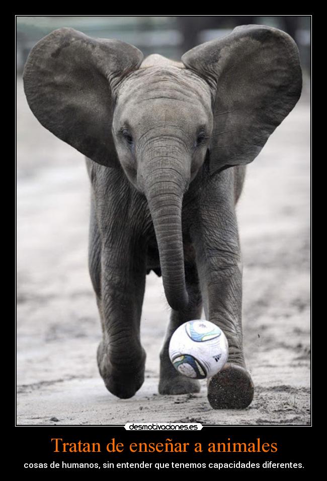 Tratan de enseñar a animales - cosas de humanos, sin entender que tenemos capacidades diferentes.