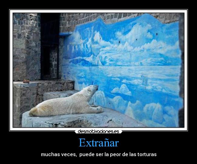 carteles distancia hogar anorar oso polar desmotivaciones