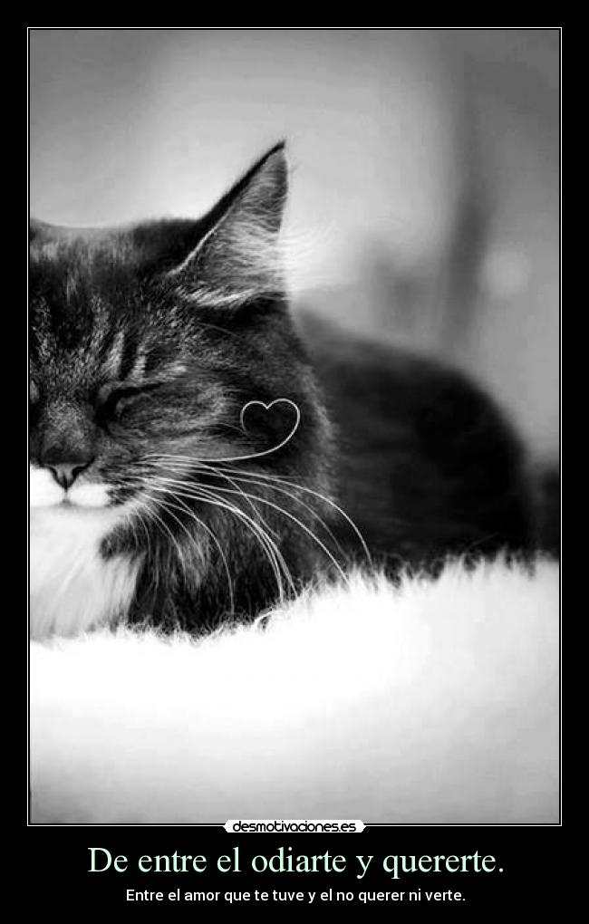 De entre el odiarte y quererte. - Entre el amor que te tuve y el no querer ni verte.