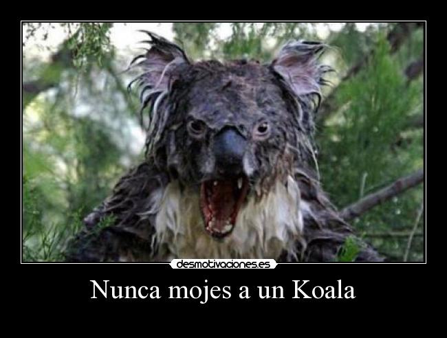 Nunca mojes a un Koala -