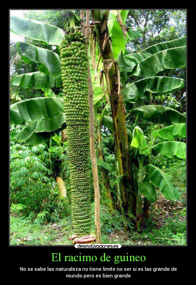 El racimo de guineo - No se sabe las naturaleza no tiene limite no ser sí es las grande de
mundo pero es bien grande
