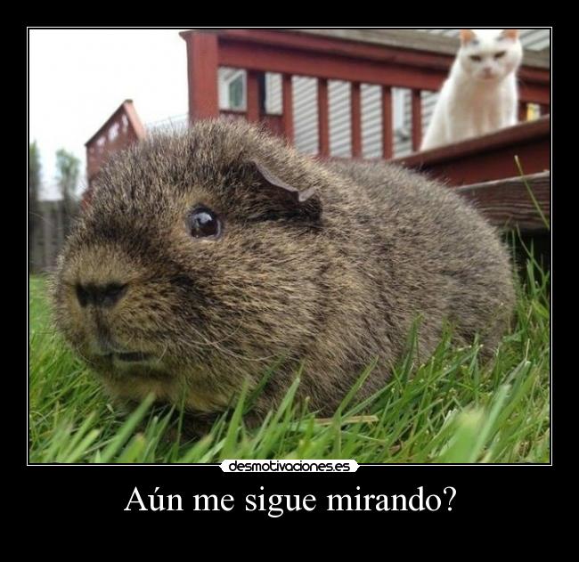 Aún me sigue mirando? -