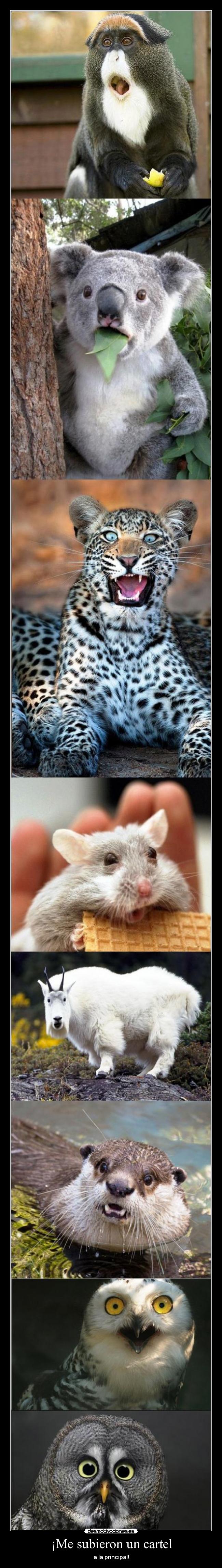 ¡Me subieron un cartel - a la principal!