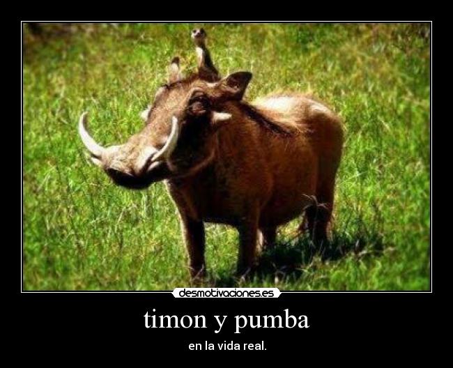 timon y pumba - en la vida real.