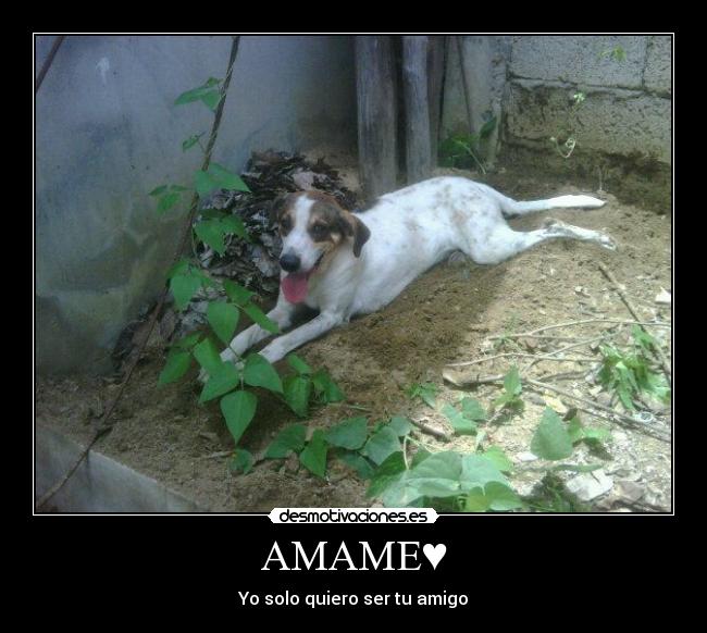 AMAME♥ -