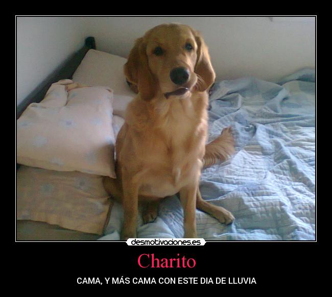 Charito - 