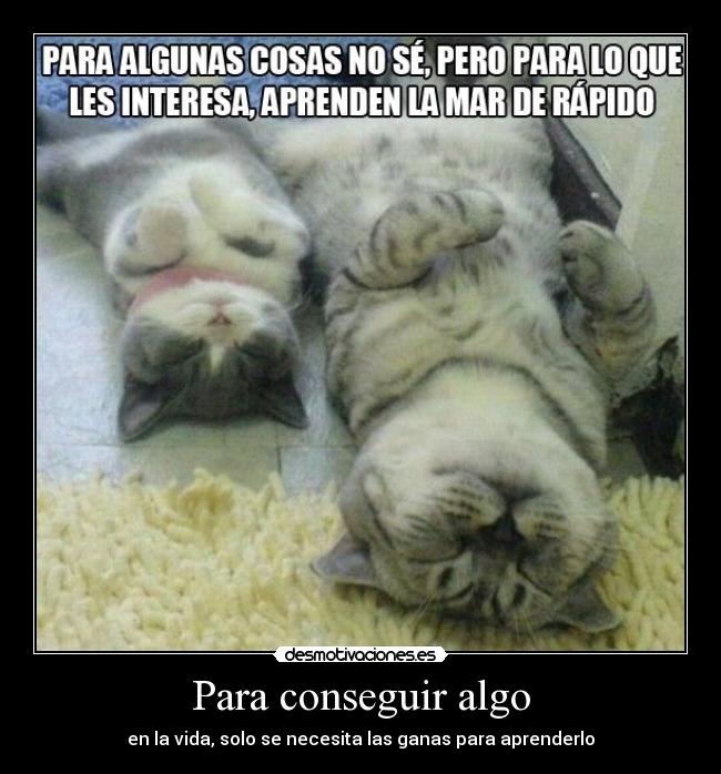 carteles gatos lindos aprender algo tal palo tal astilla chico parece pancho xdd desmotivaciones