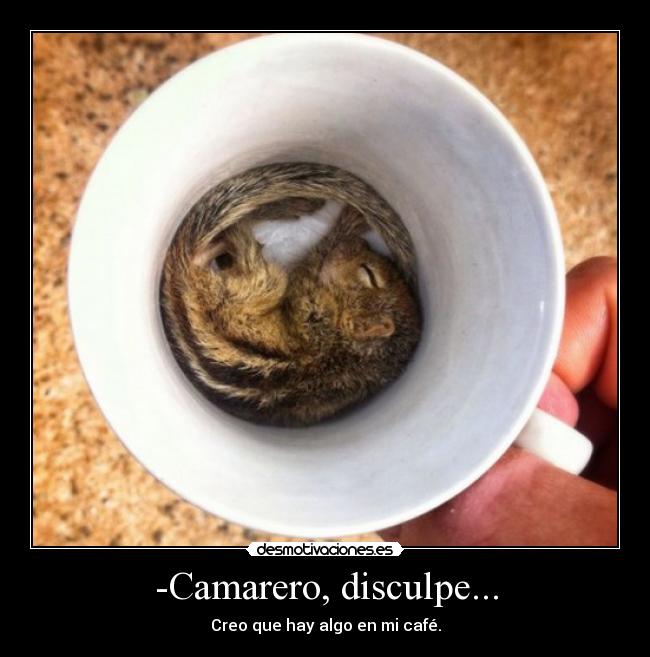 carteles tk73 unicorniosfelices ardillas cafe que tiene cafe desmotivaciones