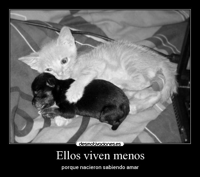 Ellos viven menos - porque nacieron sabiendo amar