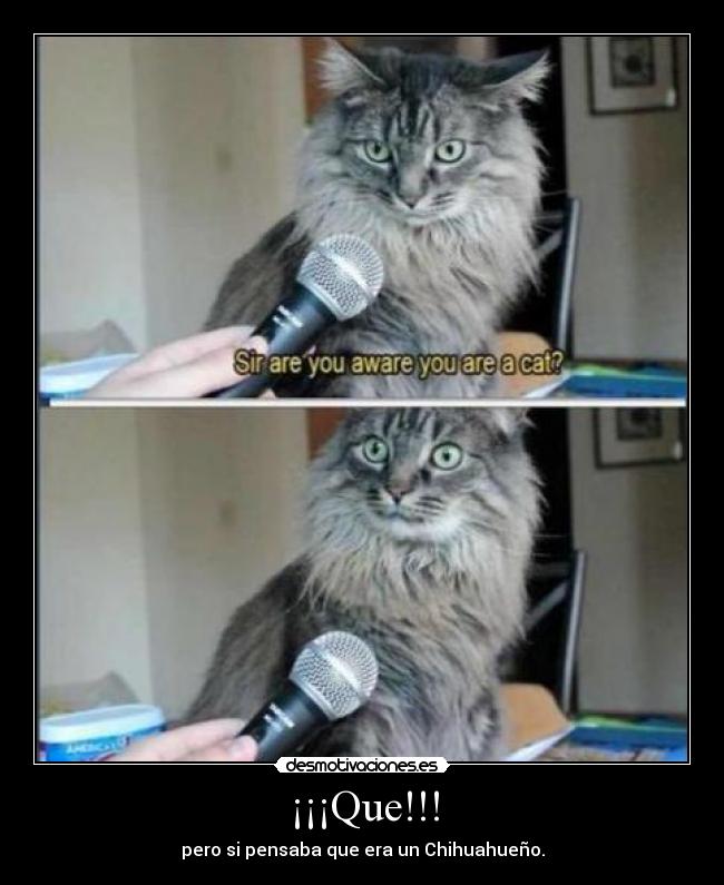 ¡¡¡Que!!! - pero si pensaba que era un Chihuahueño.