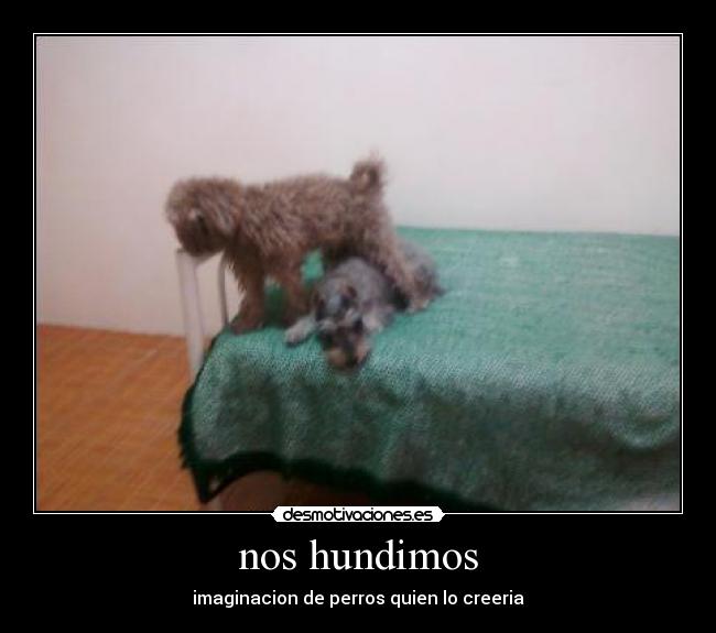 nos hundimos - imaginacion de perros quien lo creeria