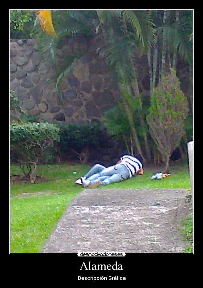 Alameda - Descripción Gráfica