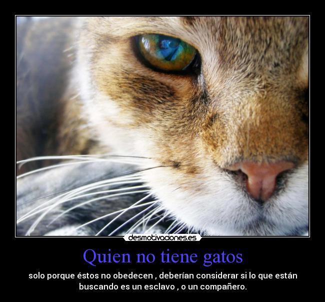 Quien no tiene gatos - solo porque éstos no obedecen , deberían considerar si lo que están
buscando es un esclavo , o un compañero.