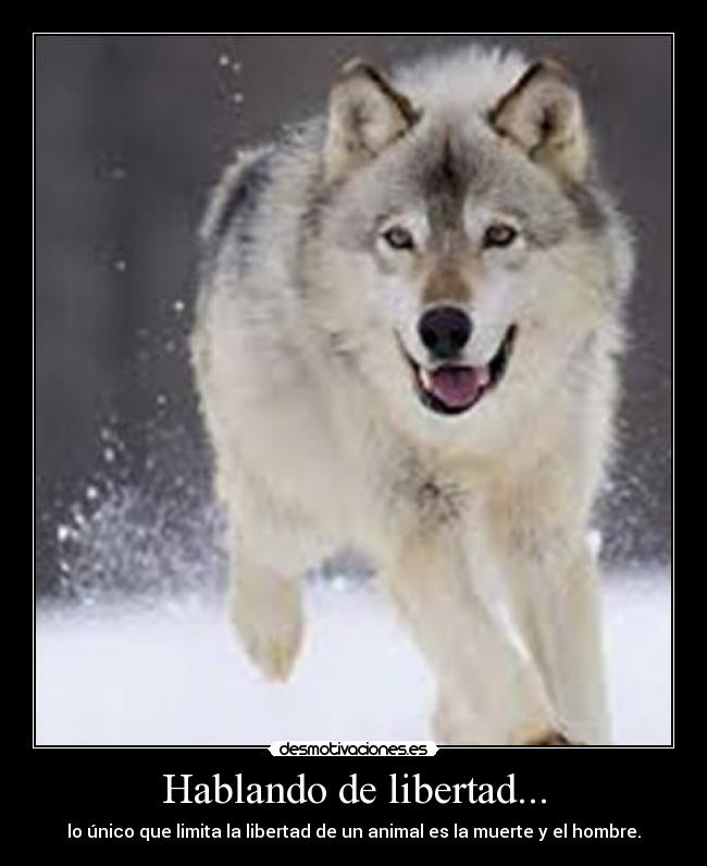 Hablando de libertad... -