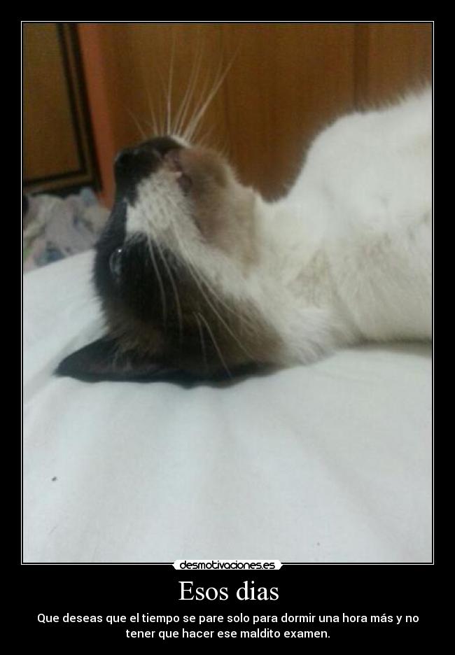 Esos dias - Que deseas que el tiempo se pare solo para dormir una hora más y no
tener que hacer ese maldito examen.
