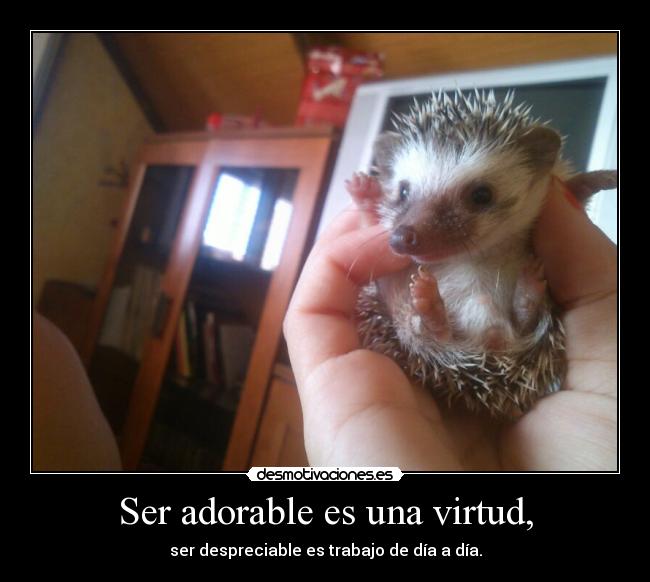 Ser adorable es una virtud, - ser despreciable es trabajo de día a día.