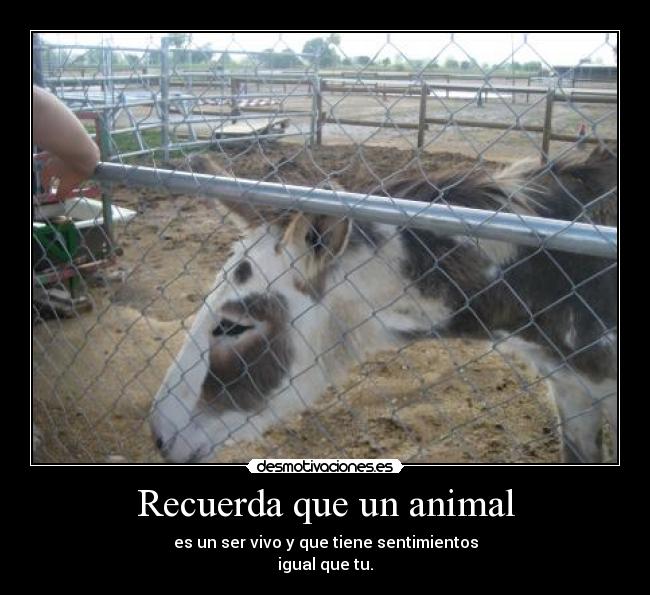 Recuerda que un animal - 