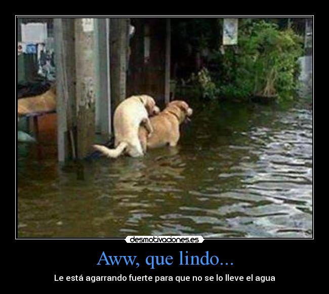 Aww, que lindo... -