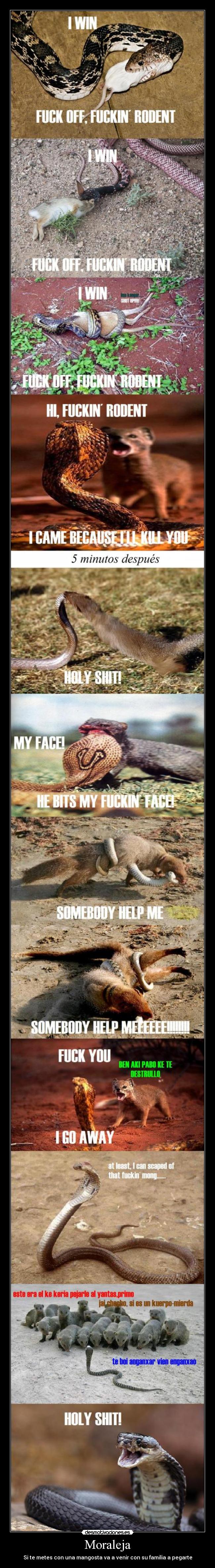 Moraleja - Si te metes con una mangosta va a venir con su familia a pegarte