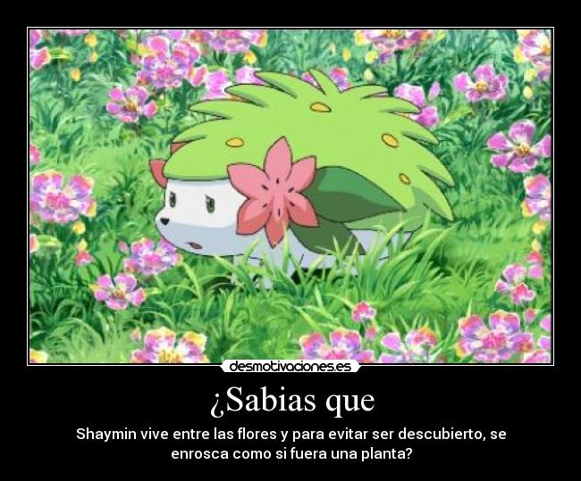 ¿Sabias que - Shaymin vive entre las flores y para evitar ser descubierto, se
enrosca como si fuera una planta?