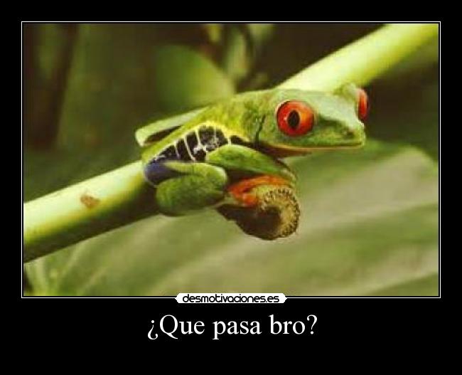 ¿Que pasa bro? - 