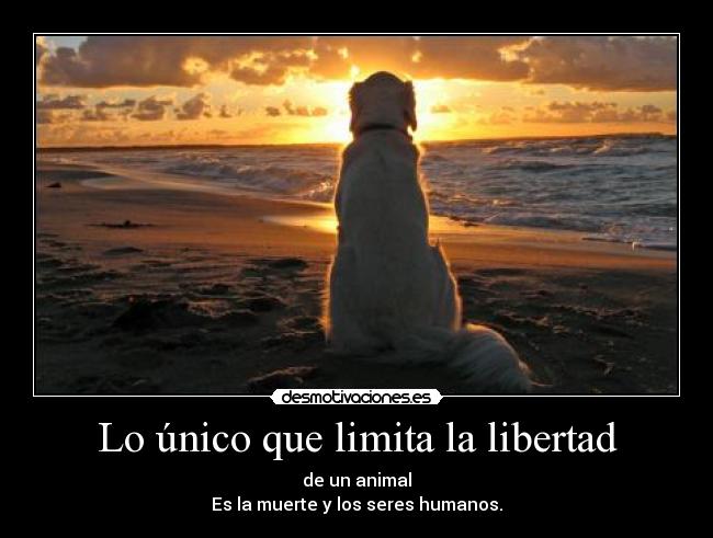 Lo único que limita la libertad - de un animal
Es la muerte y los seres humanos.