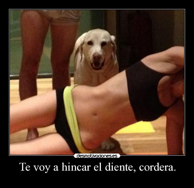 carteles antoniogachero animales desmotivaciones