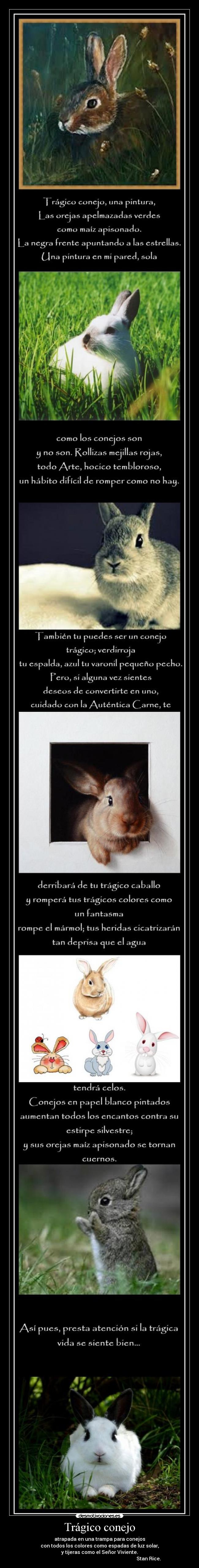 carteles tragico conejo poema stan rice desmotivaciones