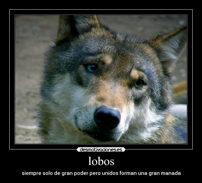 lobos -
