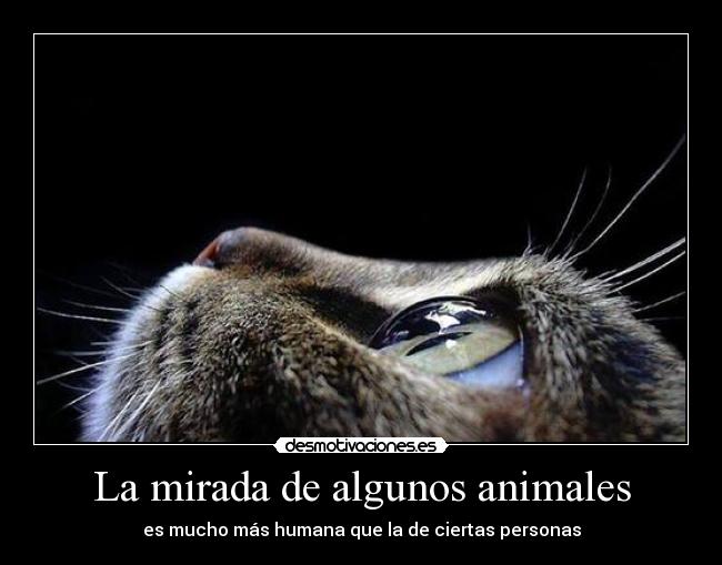 La mirada de algunos animales - es mucho más humana que la de ciertas personas