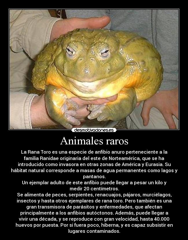 Animales raros -