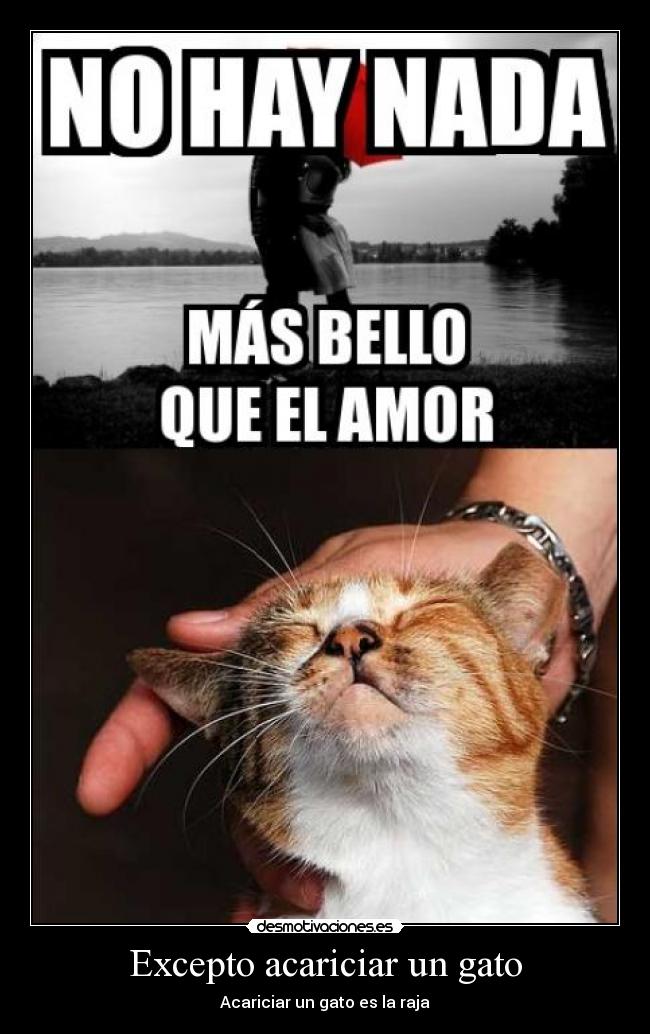 Excepto acariciar un gato - 