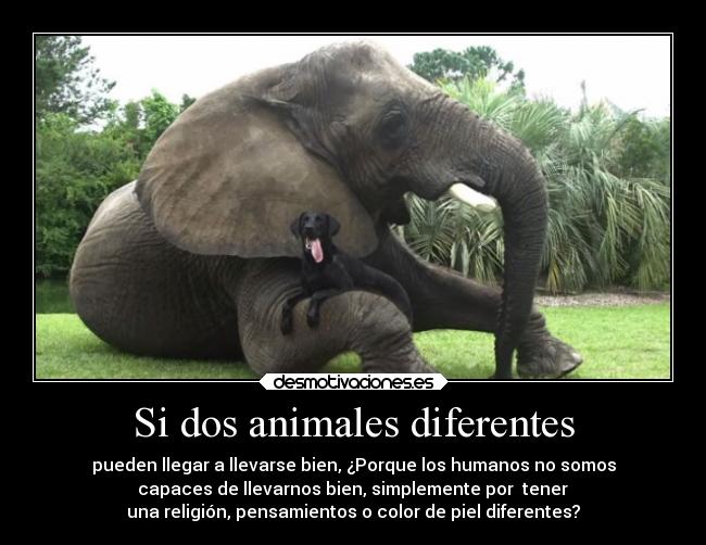 Si dos animales diferentes -