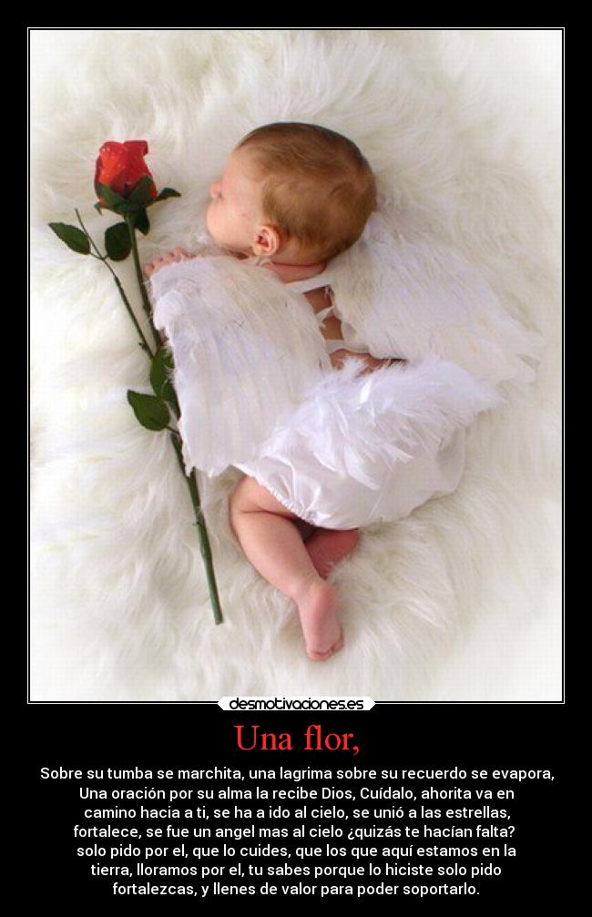 Una flor, - Sobre su tumba se marchita, una lagrima sobre su recuerdo se evapora,
Una oración por su alma la recibe Dios, Cuídalo, ahorita va en
camino hacia a ti, se ha a ido al cielo, se unió a las estrellas,
fortalece, se fue un angel mas al cielo ¿quizás te hacían falta?
solo pido por el, que lo cuides, que los que aquí estamos en la
tierra, lloramos por el, tu sabes porque lo hiciste solo pido
fortalezcas, y llenes de valor para poder soportarlo.