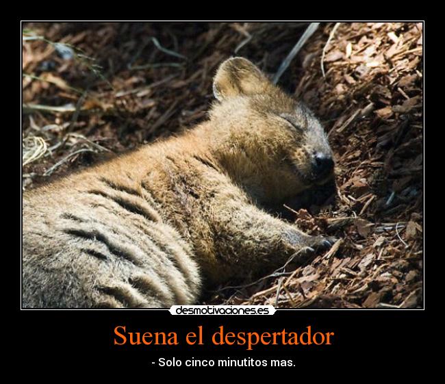 Suena el despertador - - Solo cinco minutitos mas.